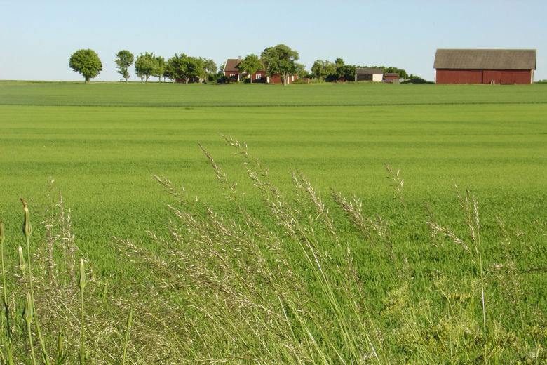 Grönt fält med lantbruksbyggnader i bakgrunden. Foto.
