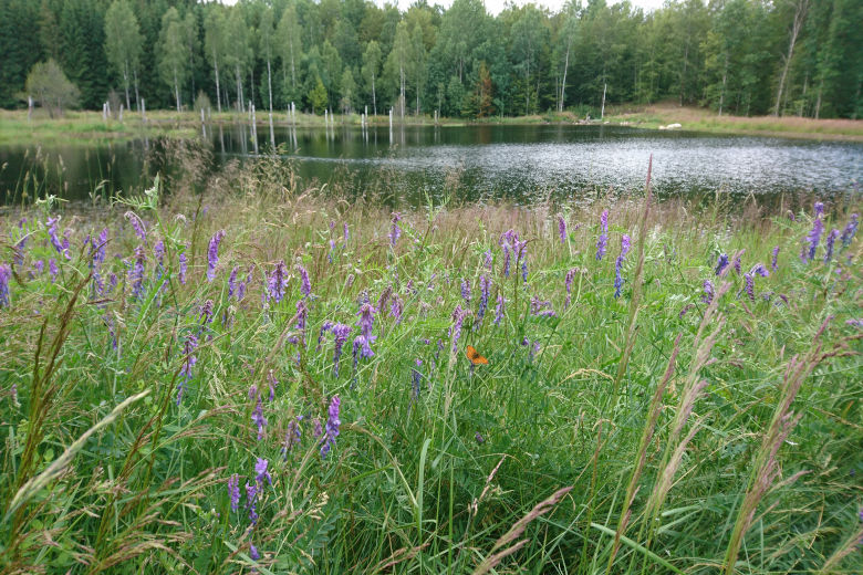 Högt gräs med lila blommor och en fjäril  framför en sjö. Bortom sjön står en tät skog. Foto.