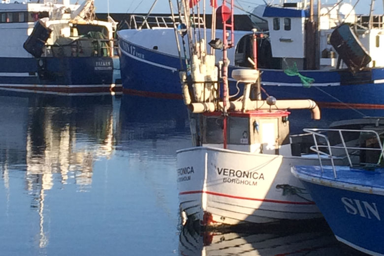 Flera mindre och större fiskebåtar ligger förtöjda i en hamn. Foto.