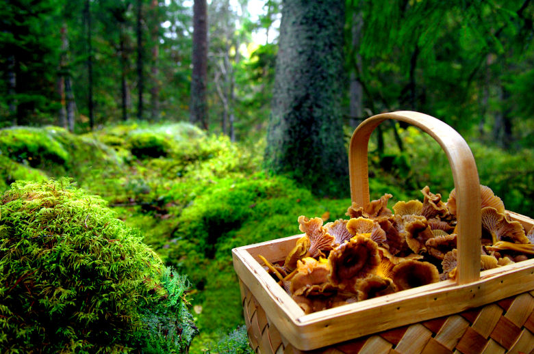 En korg full av svamp står på en bädd av mossa i en skog. Foto.