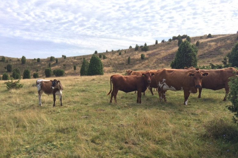 Kor som tittar in i kameran på en kuperad betesmark. Foto.