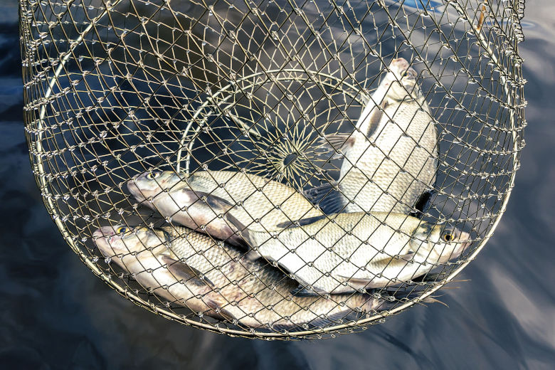 Flera fiskar ligger fångade i ett nät. Foto.