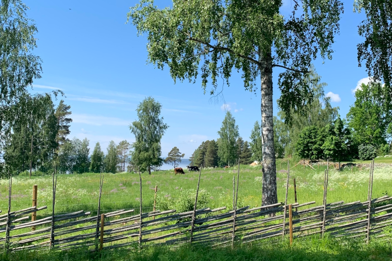 Naturbetesmark i Vikarbyn Rättviks kommun, Dalarna. Bild av Harold Opdenbosch, juni 2021 