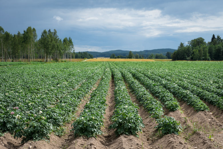Bild på potatisfält. Foto. 